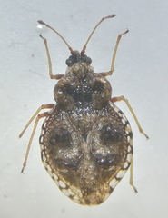 Dictyla rotundata