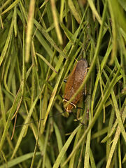 Ellipsidion humerale