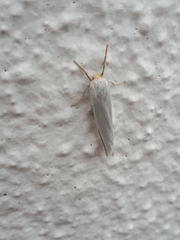 Coscinia chrysocephala