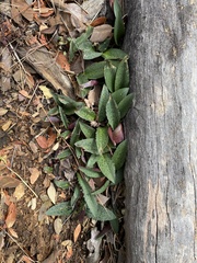 Drimiopsis burkei