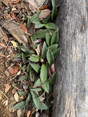 Drimiopsis burkei