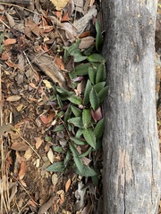 Drimiopsis burkei