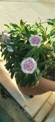 Dianthus chinensis × barbatus