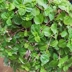 Pilea nummulariifolia
