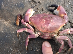 Danielethus crenulatus