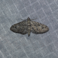 Eupithecia interruptofasciata