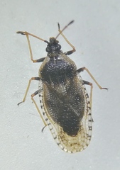 Dictyla echii