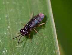 Tenthredinoidea