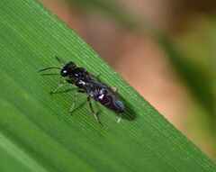 Tenthredinoidea