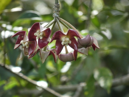Hoya imperialis Lindl.