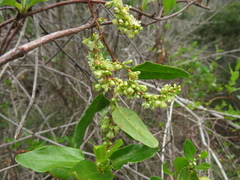 Muehlenbeckia adpressa