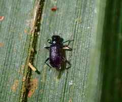 Coleoptera