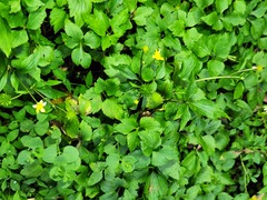 Ranunculus silerifolius