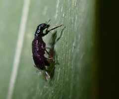 Coleoptera