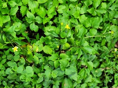 Ranunculus silerifolius