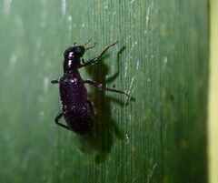 Coleoptera