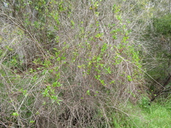 Muehlenbeckia adpressa