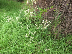 Muehlenbeckia adpressa