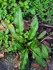 Rumex japonicus