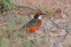 Epthianura tricolor