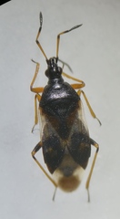Anthocoris nemorum