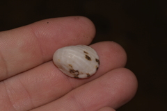 Nerita albicilla