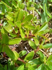 Cliffortia ferruginea