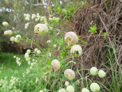 Muehlenbeckia adpressa