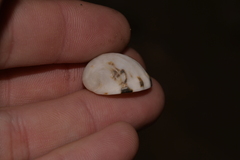 Nerita albicilla