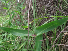 Muehlenbeckia adpressa