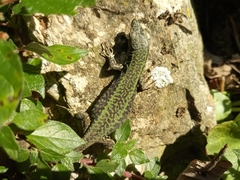 Podarcis muralis nigriventris