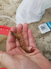 Penaeus aztecus
