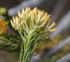Helichrysum hamulosum