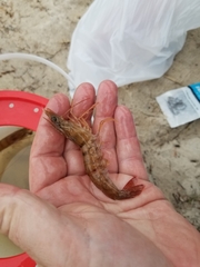 Penaeus aztecus