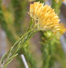 Helichrysum hamulosum