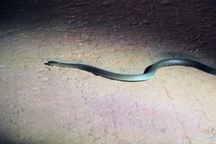 Pseudechis australis