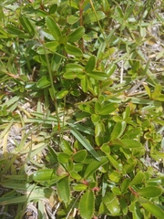 Cliffortia ferruginea