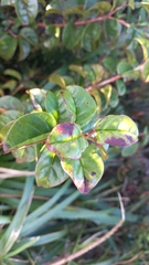 Myrtaceae