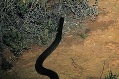 Pseudechis australis