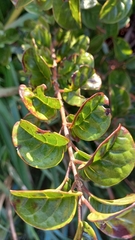 Myrtaceae