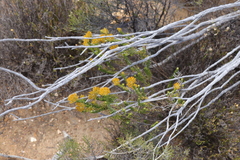 Helichrysum hamulosum