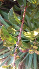 Myrtaceae
