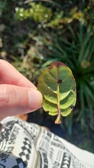 Myrtaceae