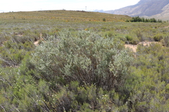 Psoralea velutina