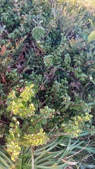 Myrtaceae