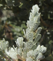 Psoralea velutina