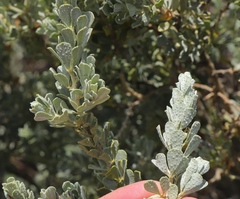 Psoralea velutina