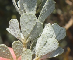Psoralea velutina