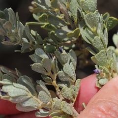Psoralea velutina