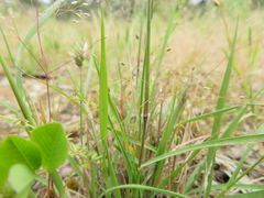 Enneapogon nigricans